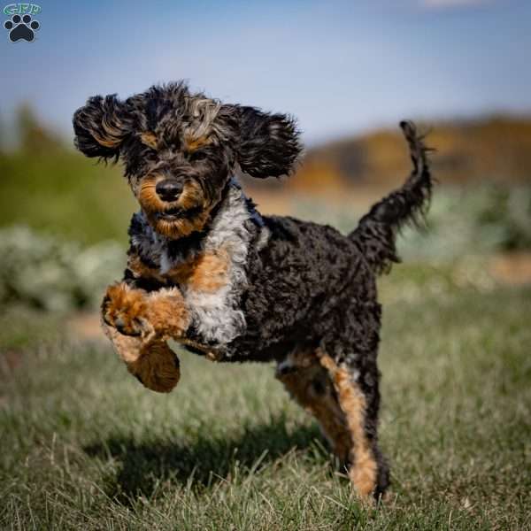 Mose, Cavapoo Puppy